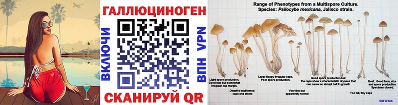 Купить где  Дубна  Псилоцибиновые грибы мицелий 